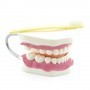 Hygiène dentaire avec brosse à dents