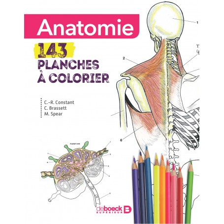 Anatomie 143 Planches A Colorier Michelle Spear 2019 De Boeck