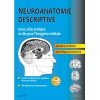 Neuroanatomie descriptive