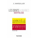 Les dents humaines : morphologie