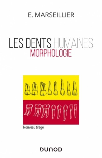 Les dents humaines : morphologie