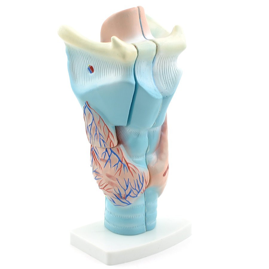 Larynx en 3 parties