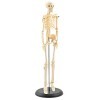 Squelette humain miniature