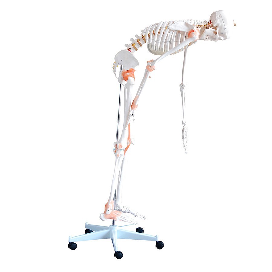 Modèle anatomique squelette humain flexible taille réelle, Heine scientific