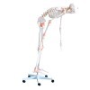 Squelette humain flexible avec ligaments taille réelle