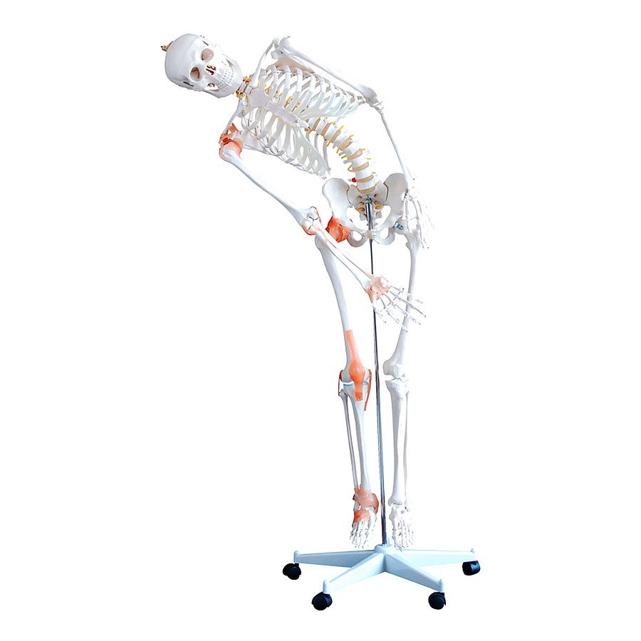 Générique Modèle de Squelette Humain Grandeur Nature pour l'anatomie 180 cm  Modèle de Squelette Humain médical avec Ligament avec système nerveux avec