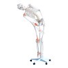 Squelette humain flexible avec ligaments taille réelle