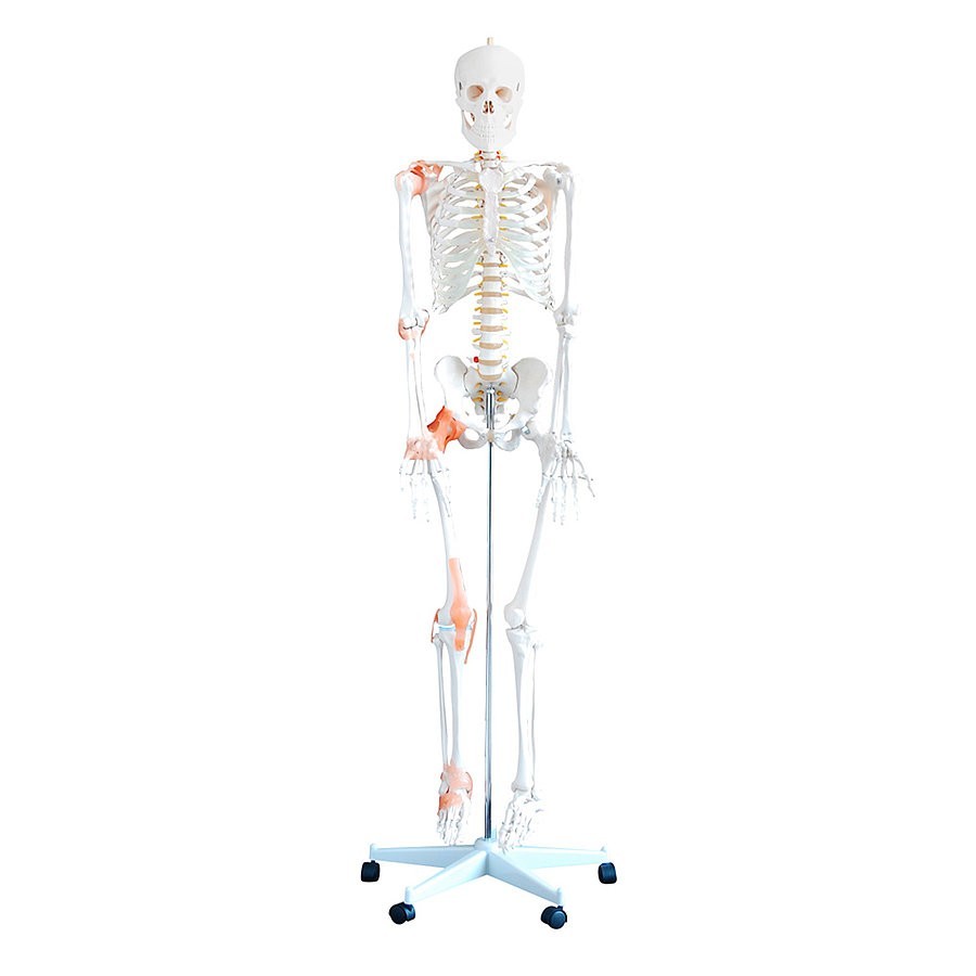 Modèle anatomique squelette humain flexible taille réelle, Heine