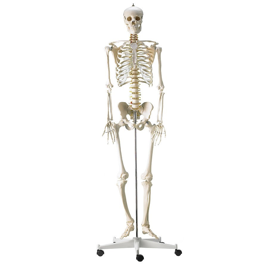 Squelette humain taille réelle