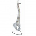 MODELE COLONNE VERTEBRALE AVEC BASSIN