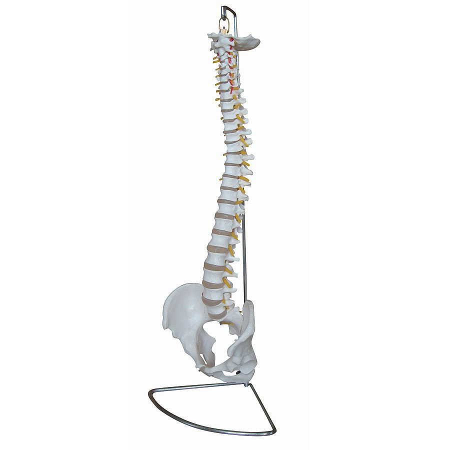 MODELE COLONNE VERTEBRALE AVEC BASSIN