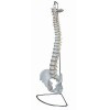 MODELE COLONNE VERTEBRALE AVEC BASSIN