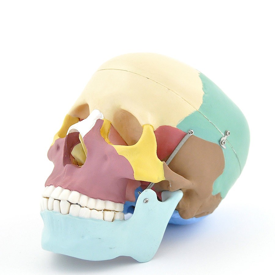 Modèle anatomique crâne didactique en couleurs, Heine scientific