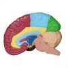 Cerveau en couleurs
