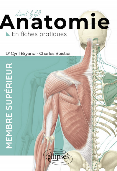 L'anatomie en fiches : membre supérieur