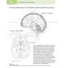 Neuroanatomie en 200 schémas à légender et colorier