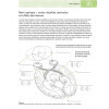 Neuroanatomie en 200 schémas à légender et colorier