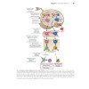 Les bases de l'immunologie fondamentale et clinique