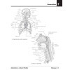 Anatomie à colorier Netter