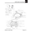 Anatomie à colorier Netter