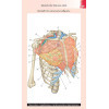 Gray's Anatomie - Les fiches