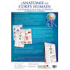 L'Anatomie du Corps Humain - 24 Grandes Planches Illustrées