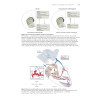 Physiologie des maladies mentales - Anomalies neurobiologiques et conséquences thérapeutiques