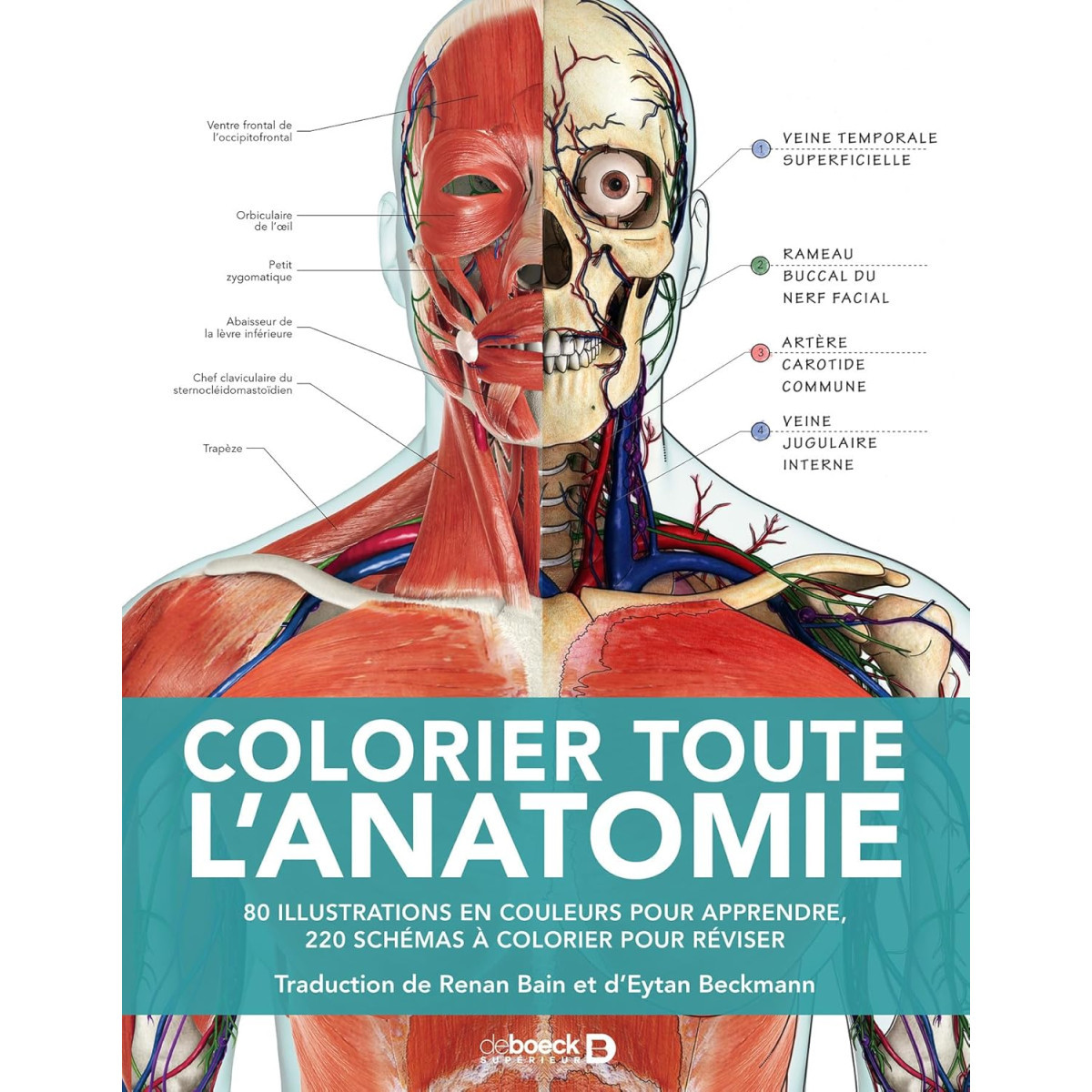 Colorier toute l'Anatomie - 80 illustrations en couleurs pour apprendre, 220 schémas à colorier pour réviser