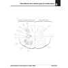 Neuroanatomie et Neurosciences à colorier Netter