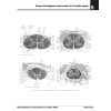 Neuroanatomie et Neurosciences à colorier Netter