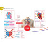 Diplôme Infirmier - DEI - Cartes mentales - Anatomie Physiologie