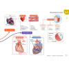 Diplôme Infirmier - DEI - Cartes mentales - Anatomie Physiologie