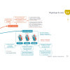 Diplôme Infirmier - DEI - Cartes mentales - Anatomie Physiologie