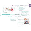 Diplôme Infirmier - DEI - Cartes mentales - Anatomie Physiologie