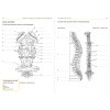 Anatomie en pratique - Cahier d'activités pour réussir en STAPS - Colorier, annoter, mémoriser