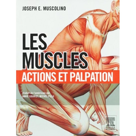 Les muscles : actions et palpation